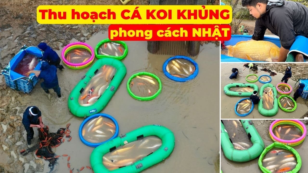 Thu hoạch CÁ KOI NHẬT phong cách Nhật BẢN tại MARUDO KOI FARM