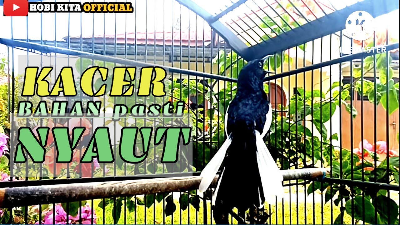 PANCINGAN KACER NGEPLONG TARUNG INI cocok buat kacer bahan kacer malas bunyi PASTI NYAUTI GACOR,,!!!