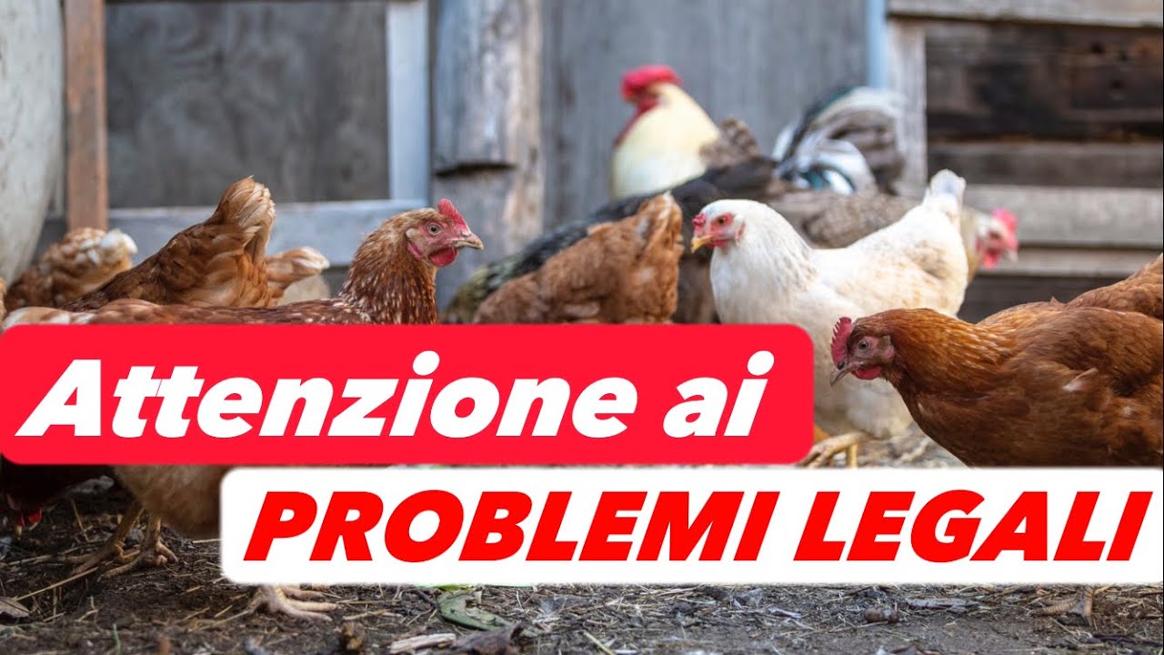 ALLEVARE GALLINE | Come Superare Tutta La Burocrazia!