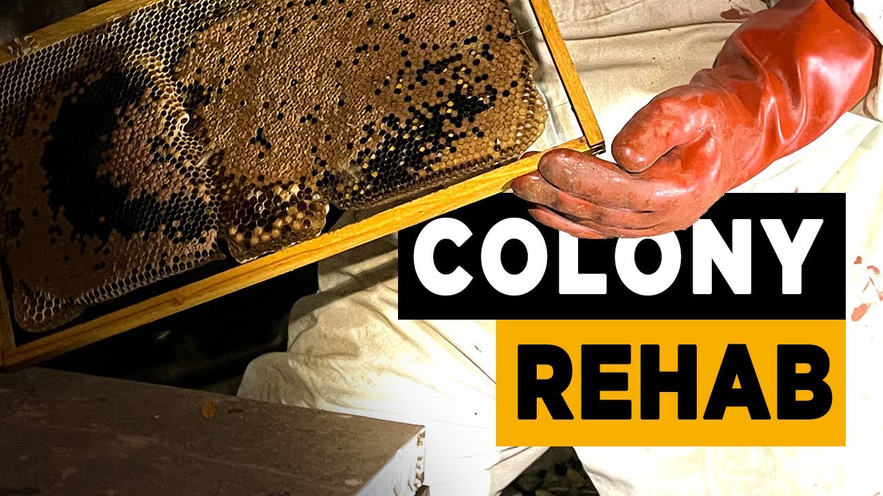 Use a strong honeybee brood frame to boost a weak hive (Beginner Beekeeping)