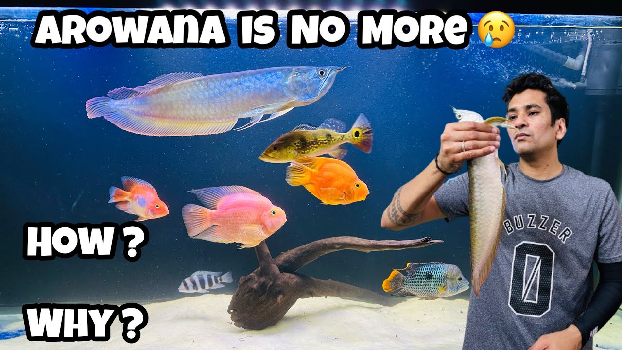 Silver Arowana is no more 😢 Why & How Sliver Arowana died ?