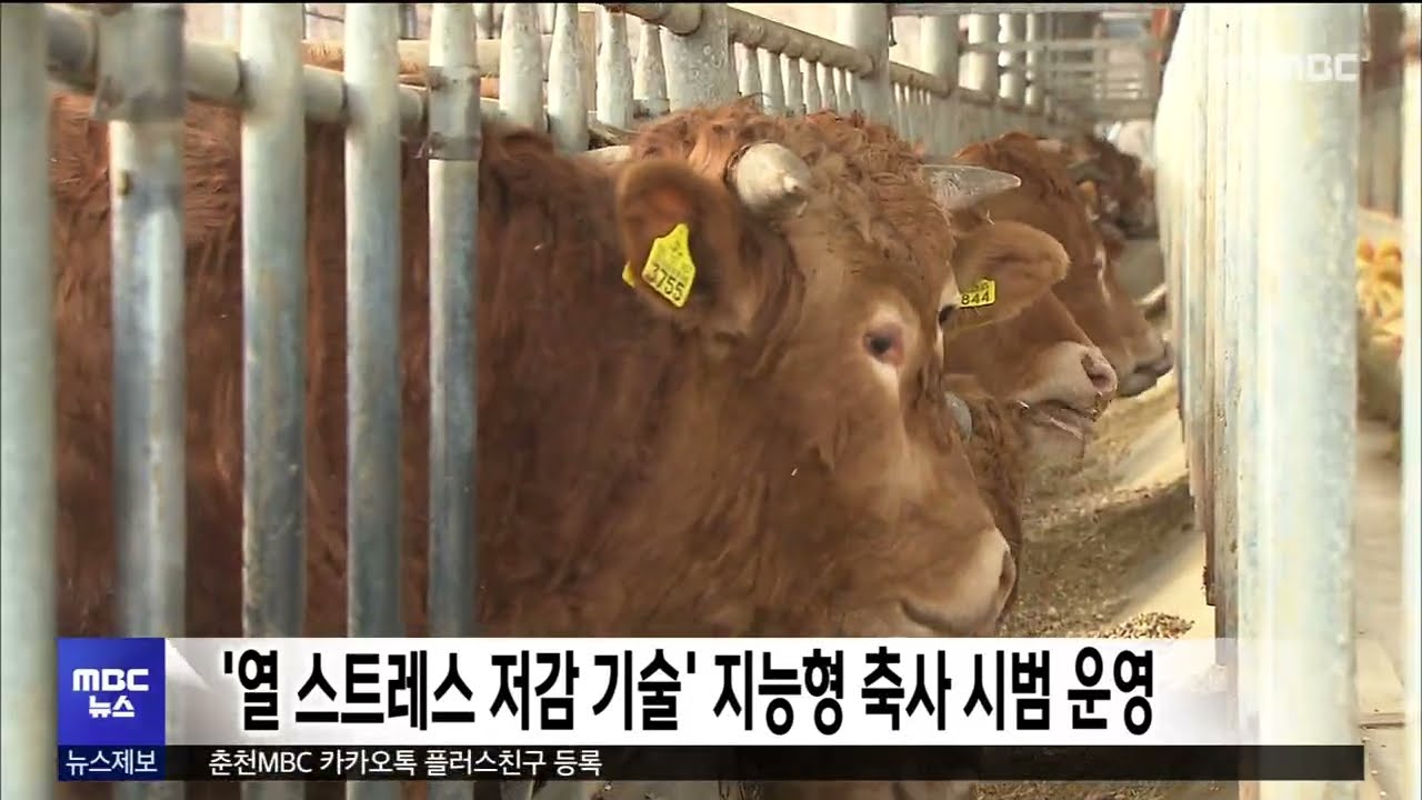 '열 스트레스 저감 기술' 지능형 축사 시범 운영
