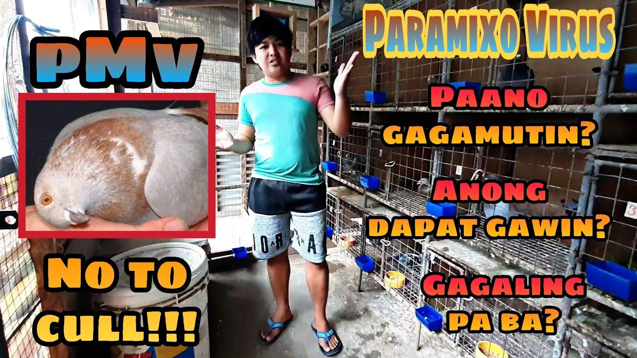 PARAMIXO VIRUS (PMV), PAANO MAPAPAGALING? 🤔