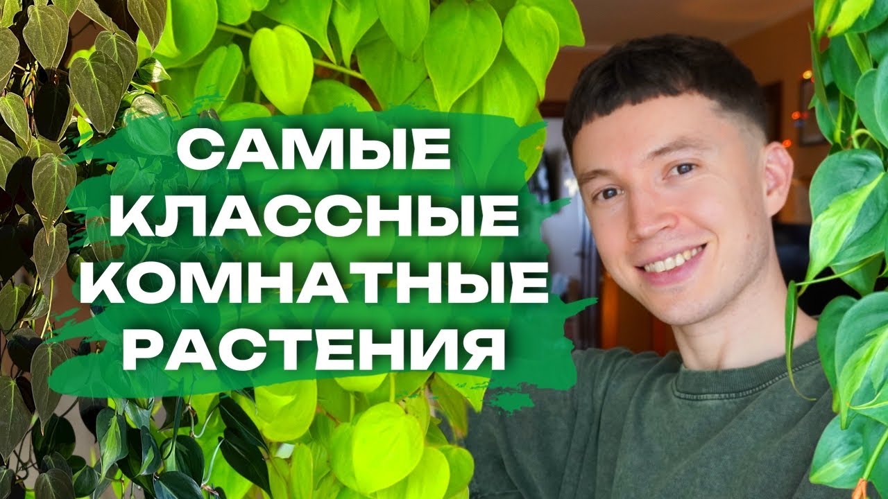 Эти Комнатные Растения создают ту самую атмосферу Джунглей в Квартире » Обзор моих любимчиков