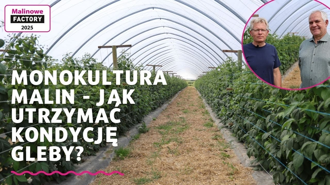 Monokultura malin - jak utrzymać kondycję gleby?