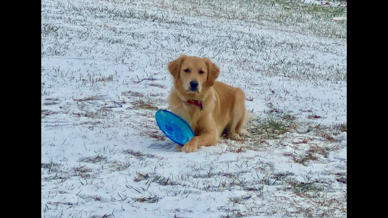 Penny the Wonder Dog enjoys the first winter storm of 2026