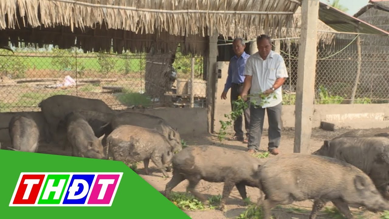 Mô hình nuôi heo rừng - Trồng cây ăn trái | THDT