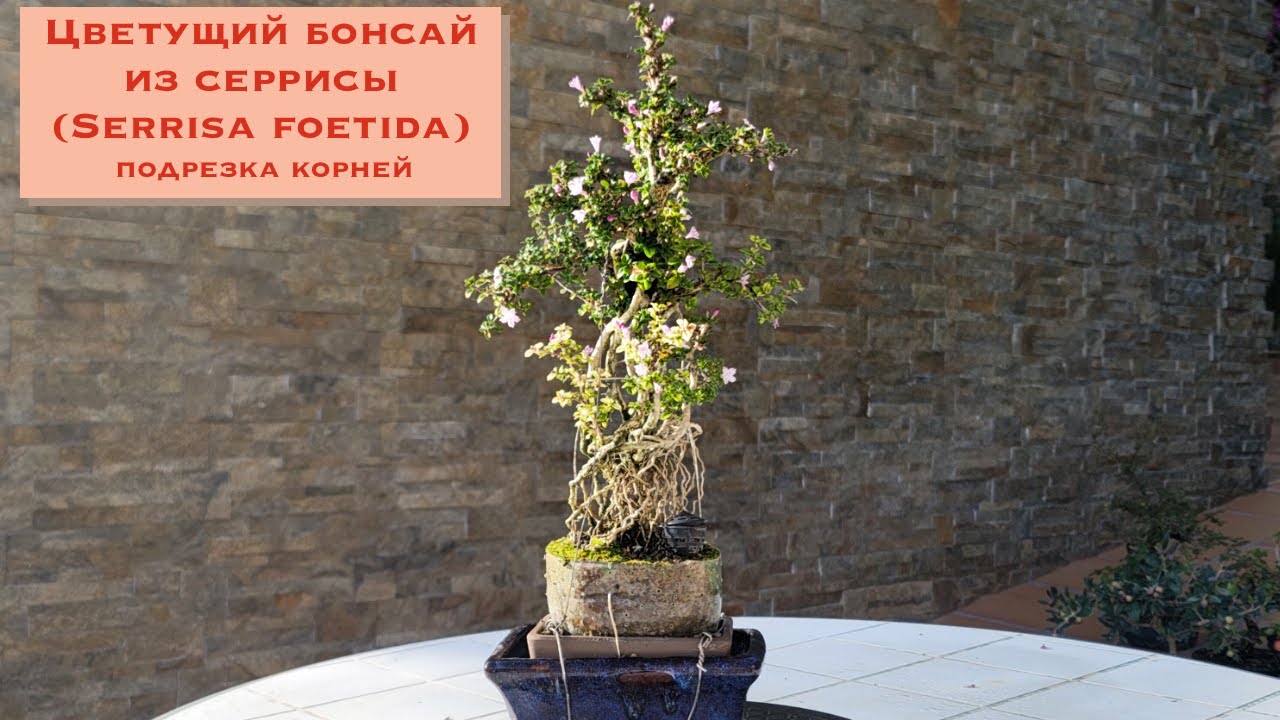 Цветущий бонсай. Как цветет бонсай? Serissa foetida blooming