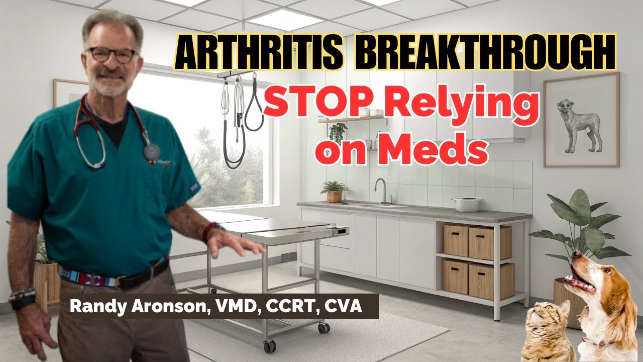 Pet Arthritis Breakthrough: Where Conventional Medicine Meets Holistic Care