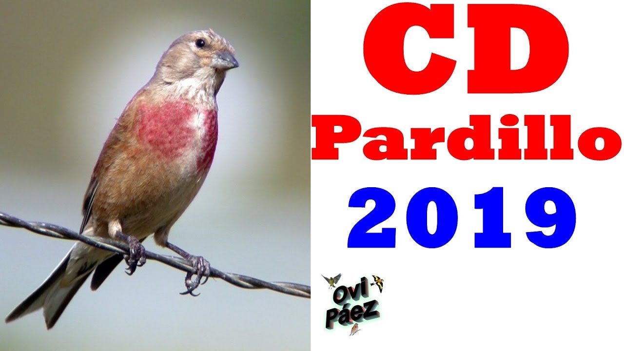 Canto del Pardillo CD | Chant linotte