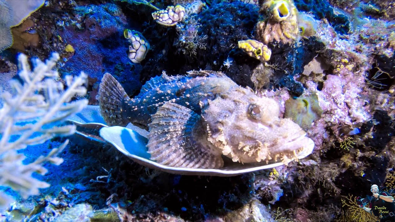Indonesia. Raja Ampat (October 2022).  Pesce Scorpione (Scorpaenopsis oxycephala). (4K).