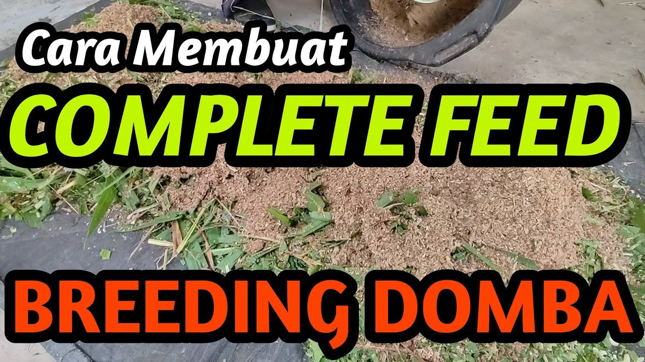CARA MEMBUAT COMPLETE FEED UNTUK BREEDING KAMBING DOMBA #domba