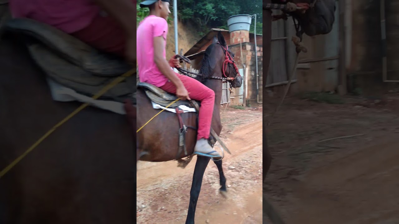Amansando cavalo bravo