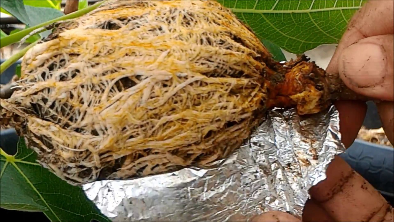 Easy air layering  figs trees using aluminum foil without fail