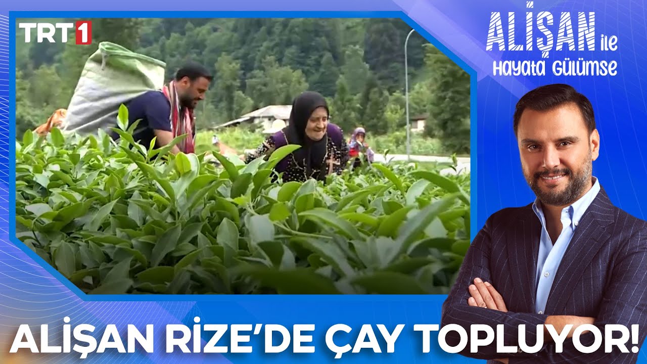 Rize yaylalarında Alişan ile çay toplama zamanı! | @AlisanileHayataGulumseTRT