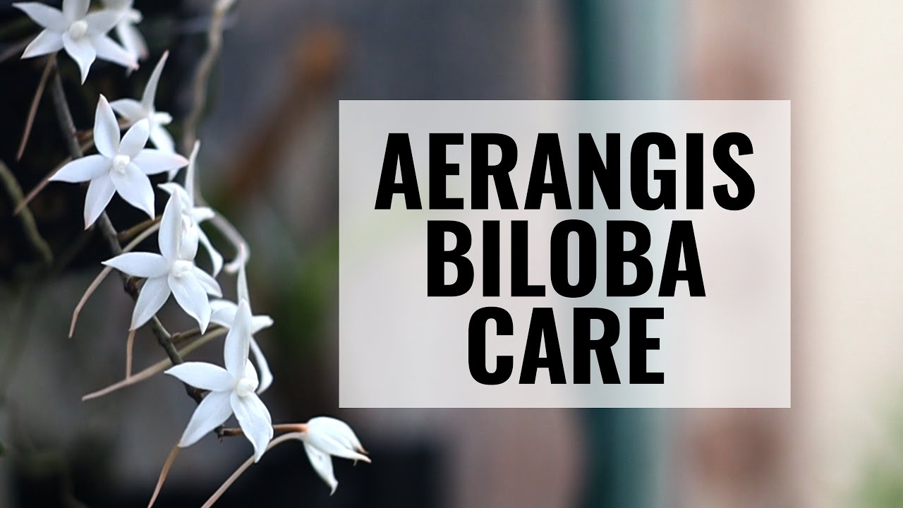 Aerangis biloba Orchid Care || Orchid Species Spotlight