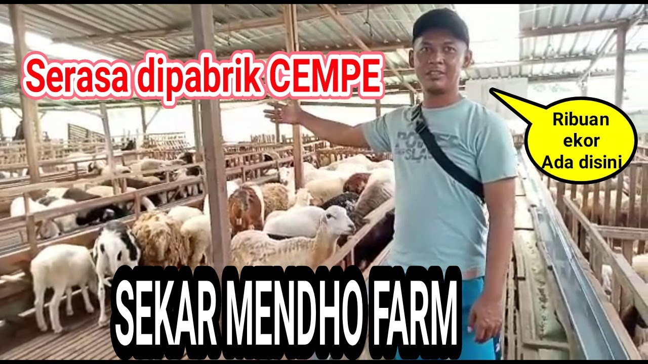 TERNAK DOMBA..by SEKAR MENDHO FARM wonogiri