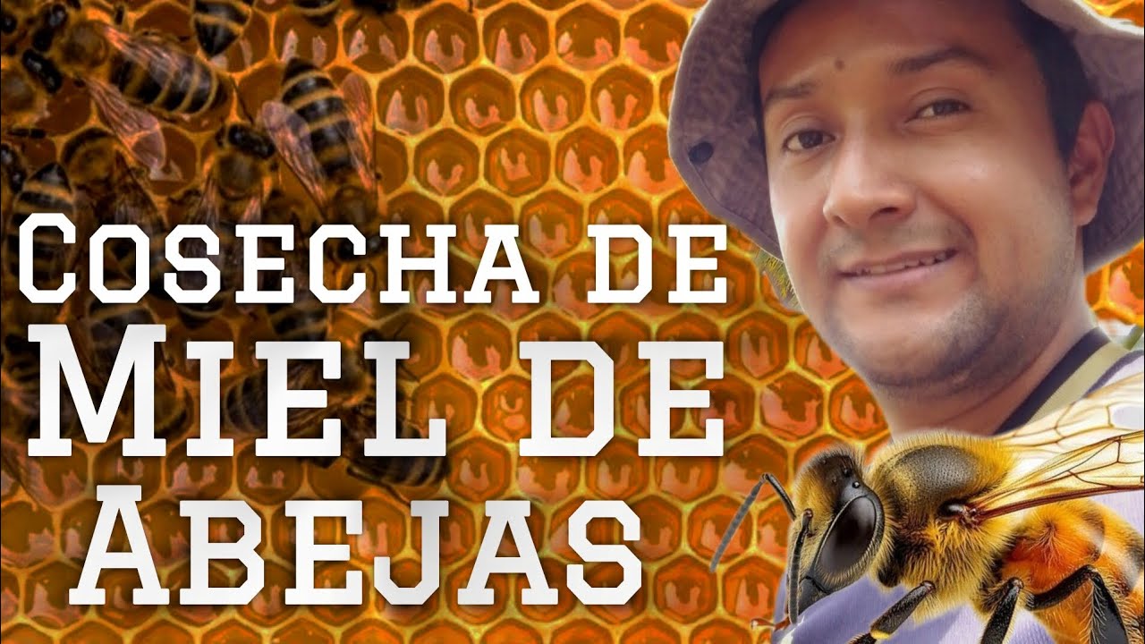 Trabajo real en el campo. Cosecha de miel de abejas (video completo)