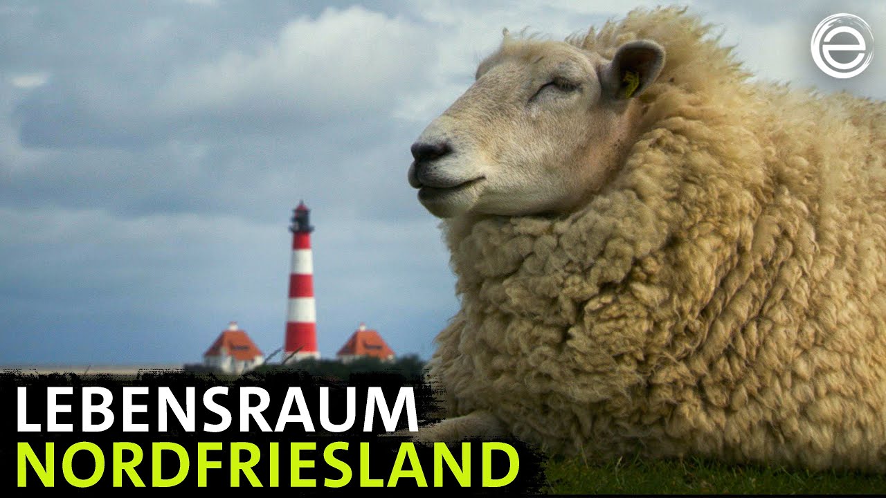 Nordfriesland ‒ Watt und wilde Tiere | Erlebnis Erde