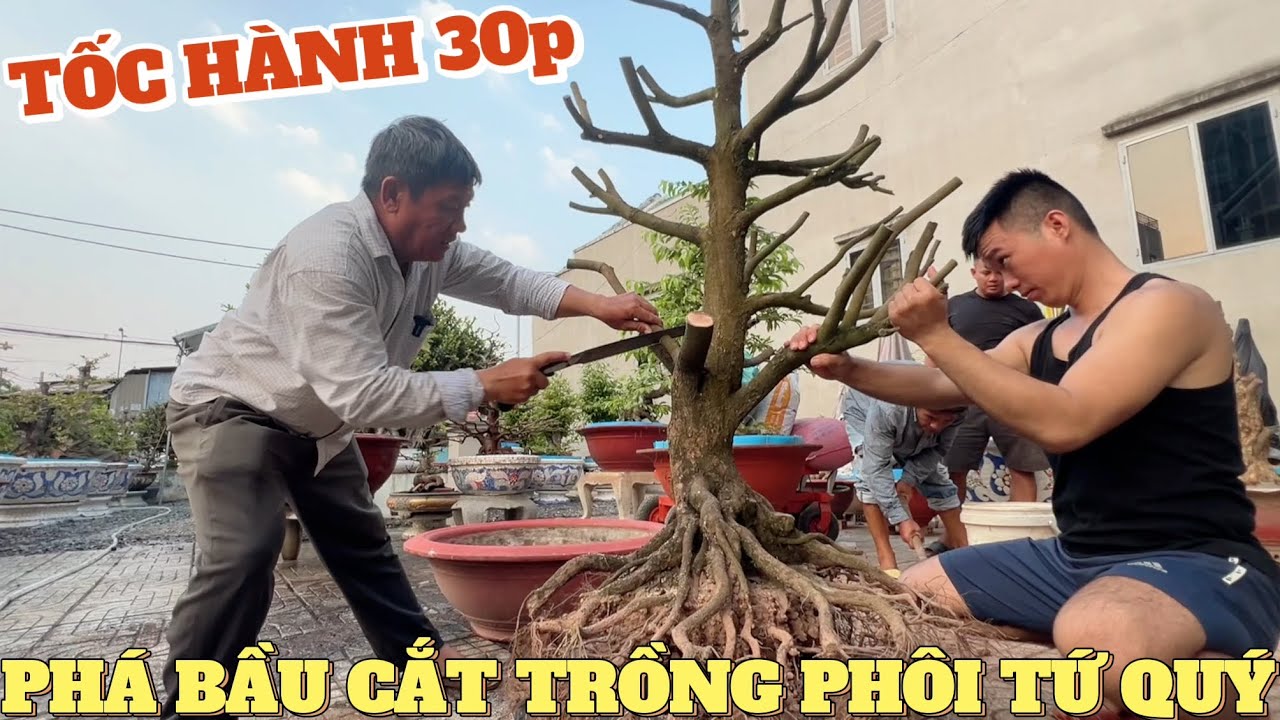 Cắt tạo dáng phá bầu tốc độ trồng cây phôi mai tứ quý đẹp khách gởi xem thực tế phôi khủng đã trồng