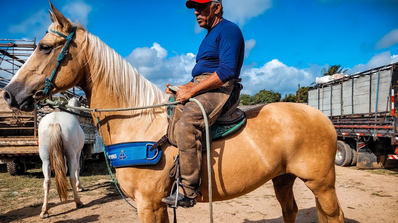 FEIRA DE CAVALO DE CARUARU PE, CAVALO A PARTIR DE 600 REAIS! TERÇA FEIRA, 15.08.23
