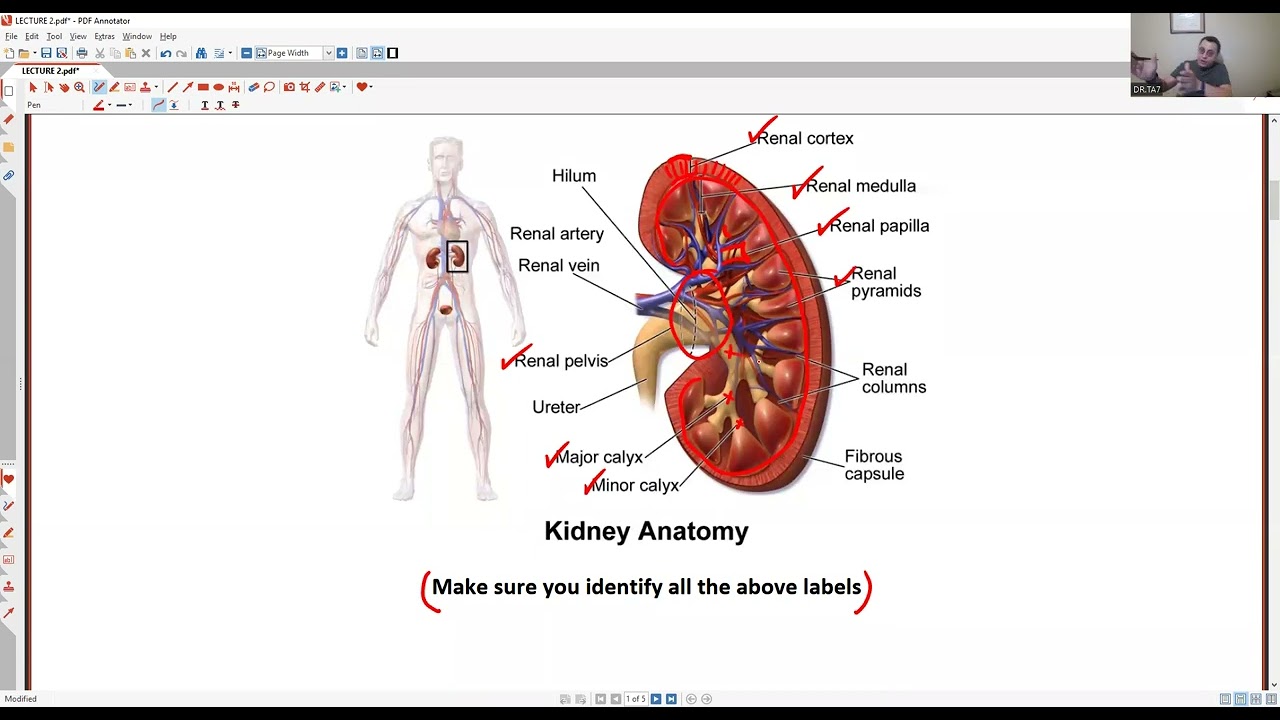TA7 USMLE STEP 1 RENAL (NEW GROUP TRIAL LECTURE 2)