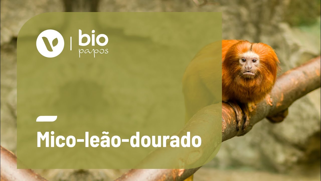 Biopapos  - Mico-leão-dourado