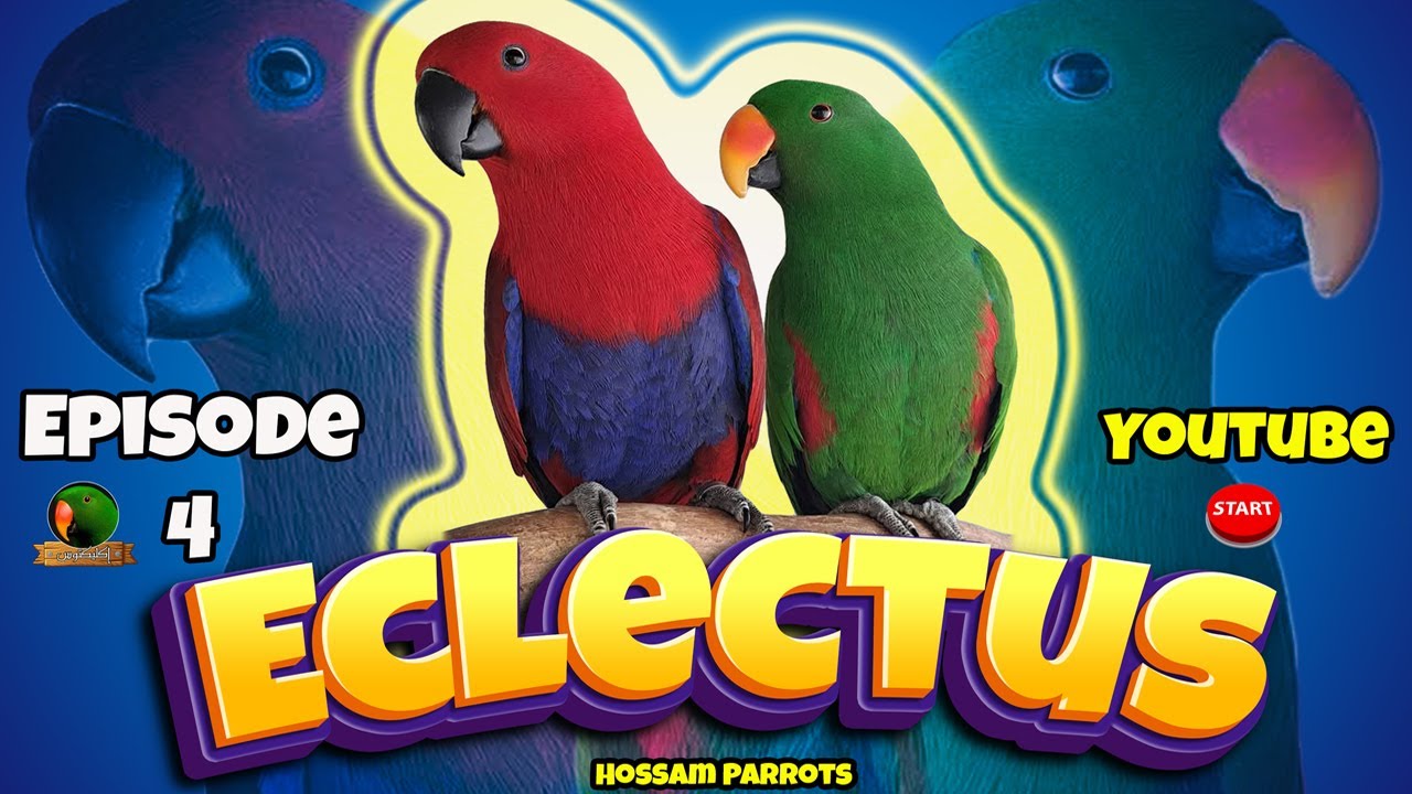 ببغاوات الإكليكتوس Eclectus Parrots