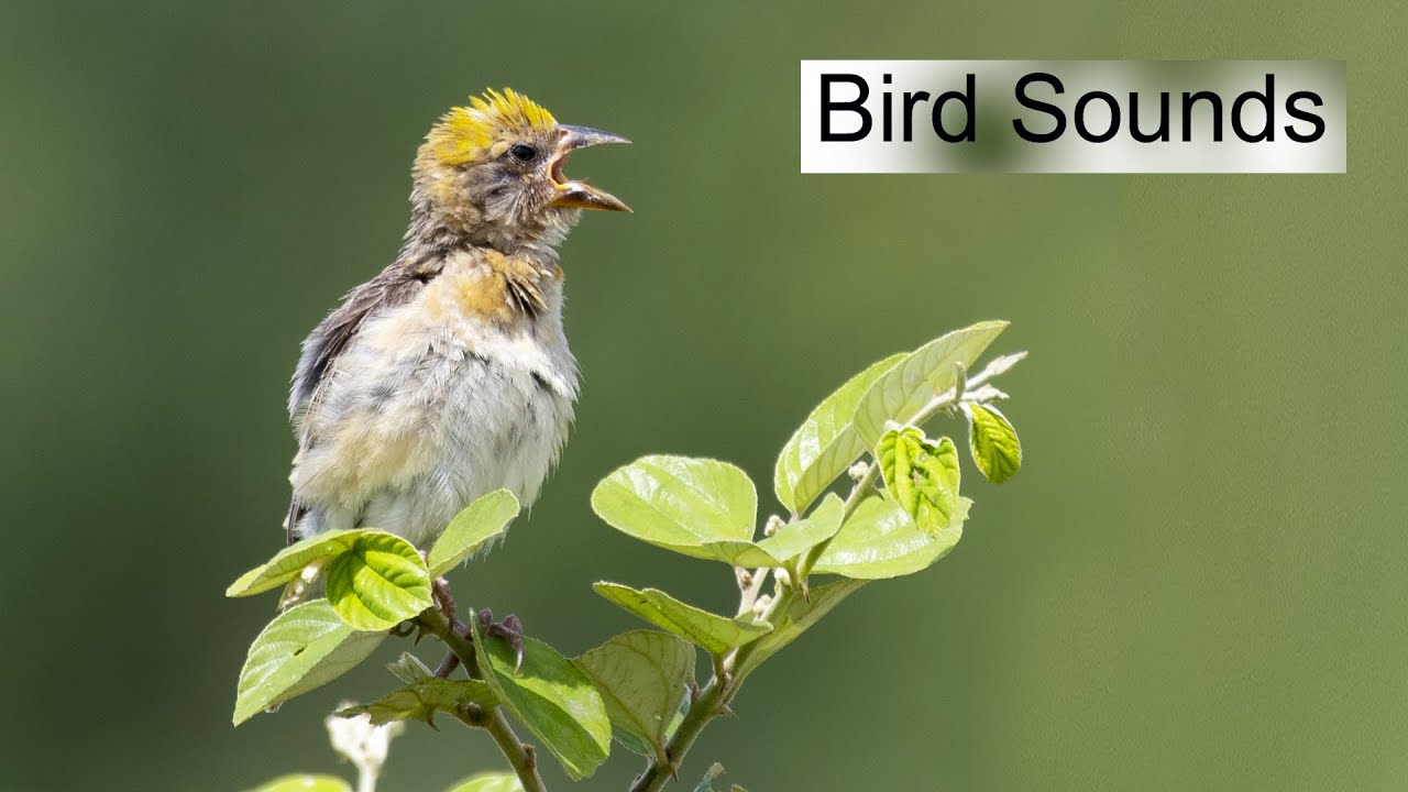 Indian Birds Sounds | Indian bird call | Bird call | Birds Names and Sounds | Wildlife Photography