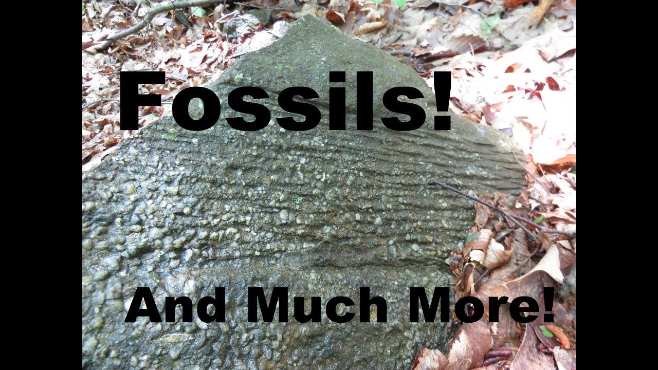 Fossils and Dung Beetles!