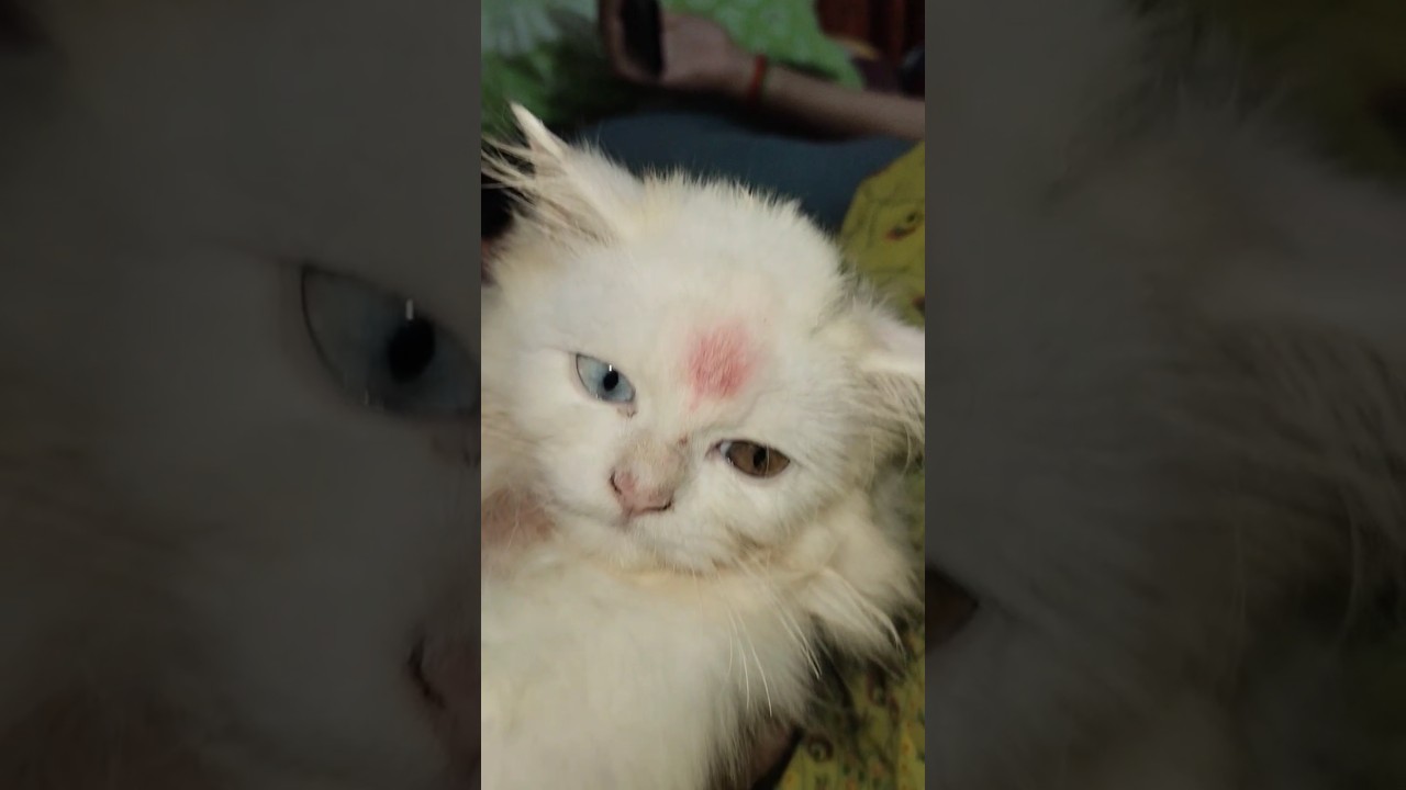 #viral
