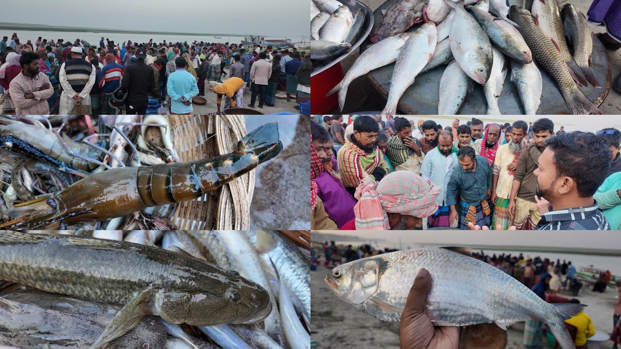 রেকর্ড পরিমানে সস্তায় পদ্মার টাটকা মাছ মেঘুলা ঘাটে || cheap price podma river fish market dohar 🐟🐟🐟