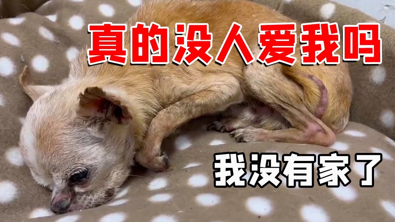 被遗弃的残疾狗 狗狗太老被主人狠心遗弃 狗狗年老体衰一身老年病 胆小的它却在外面被欺负 狗狗被遗弃还不忘回自己的窝里 哼哼唧唧喊妈妈