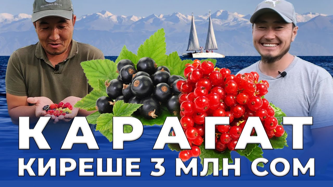 Түптө башка нерселер деле өсөт экенда...  Интервью абдан мыкты өттү! Видеону БӨЛҮШКҮЛӨ туугандар!