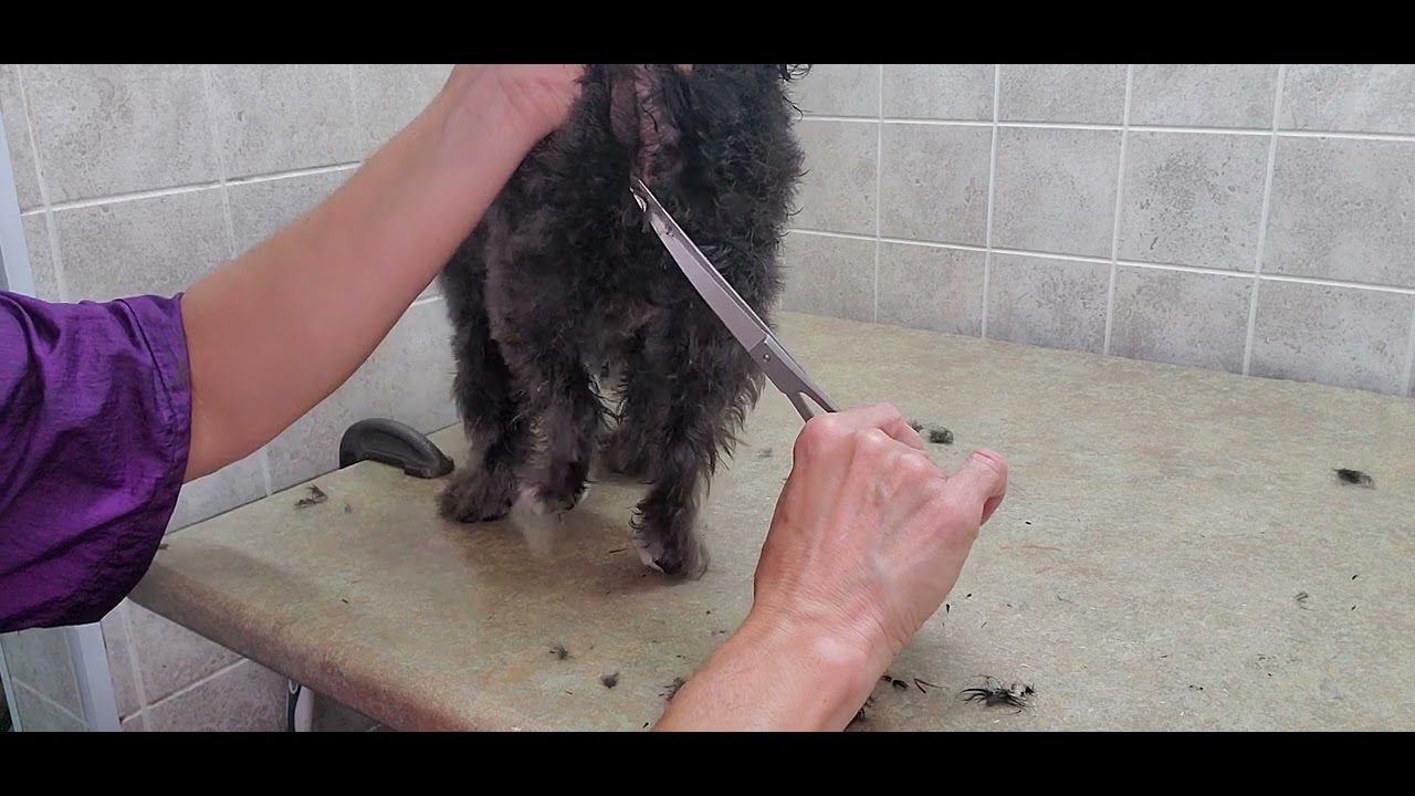 How to trim around a dogs bum, scissor cut, dog grooming