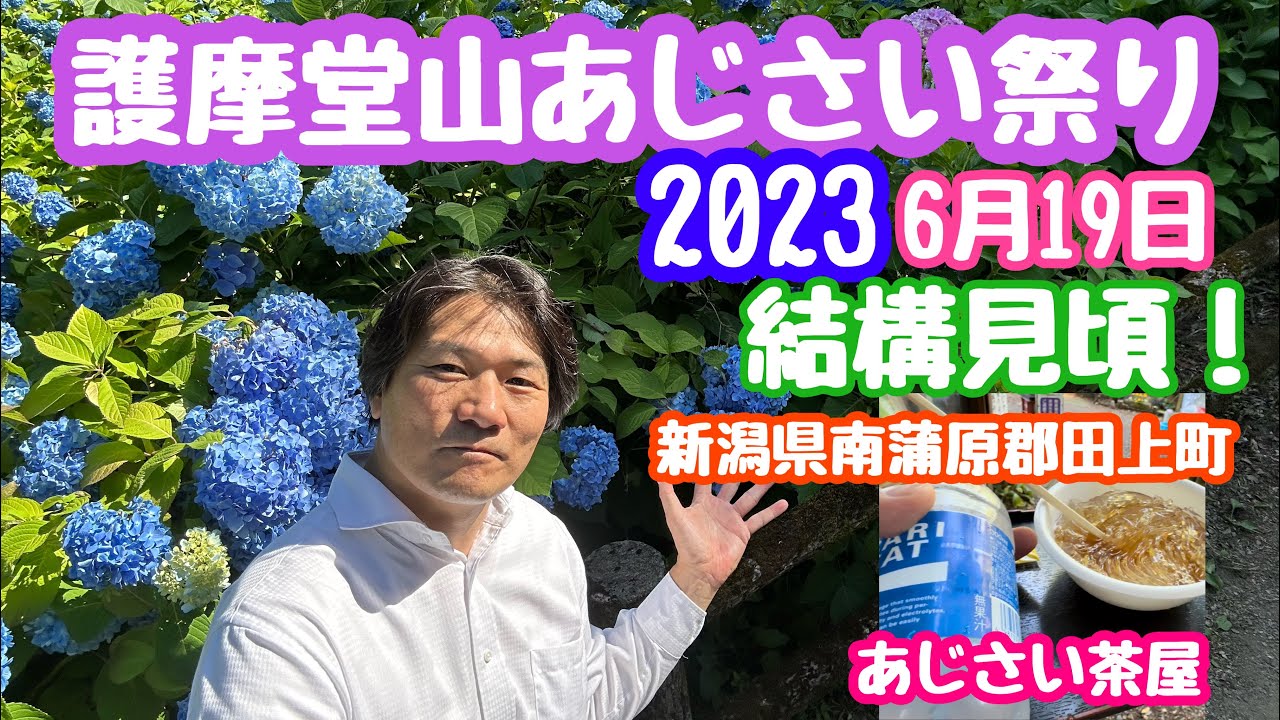 2023年6月19日 護摩堂山あじさい祭り結構見頃です！あじさい茶屋 新潟県南蒲原郡田上町