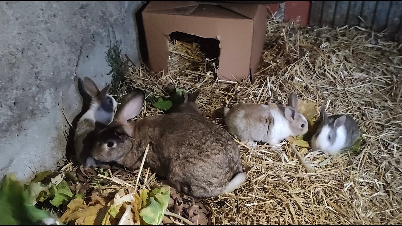 Semeamos  ervilhas e fávas , os coelhos  mudaram de casa 🐇🐰