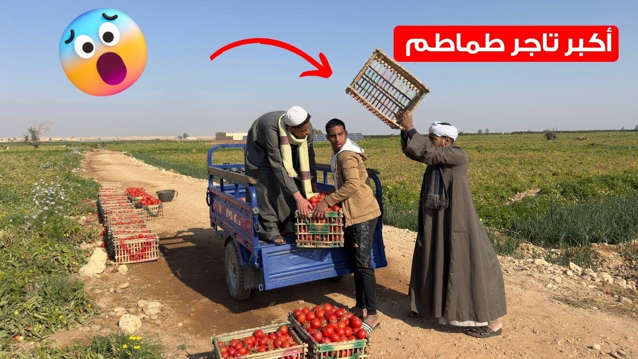 اضحك من قلبك مع اكبر تاجر طماطم في الصعيد 😂