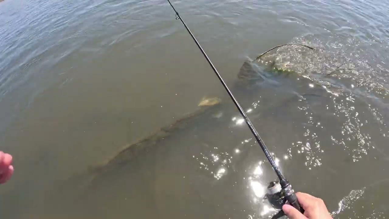 June 15, 2025 Open season, Spinning fishing in Mongolia: Enjoy it guys