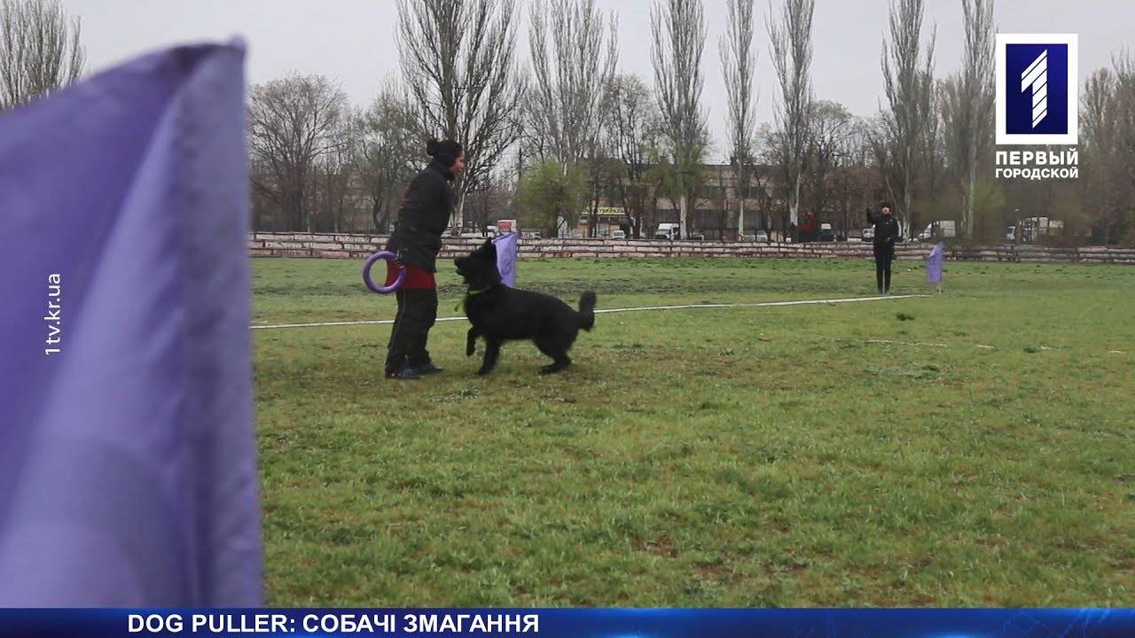 Собачі змагання з Dog Puller