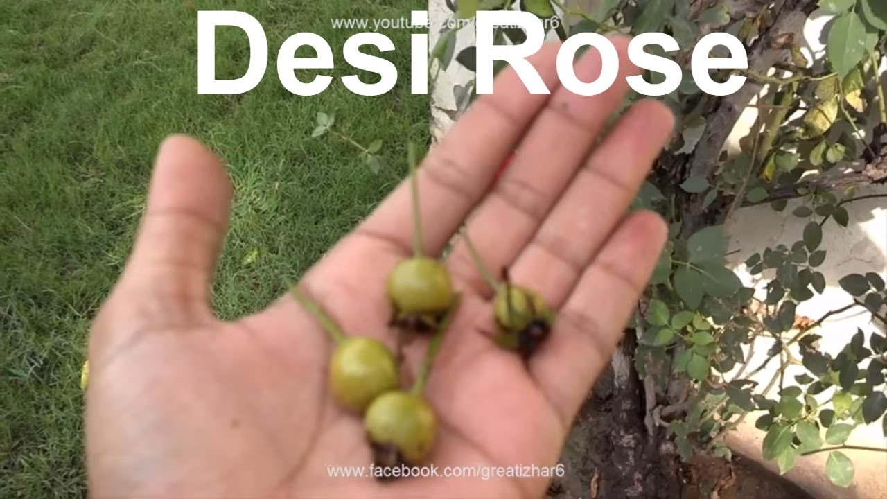 How to Grow Rose From Seeds | Desi Rose | Seedling to Transplant | Result of 5 Months (Urdu/hindi)