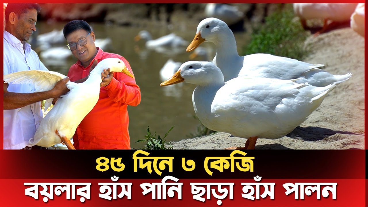 দেশে পানি ছাড়া ছাদে ও খামারে হাঁস পালন। আবদ্ধ পদ্ধতিতে হাঁস পালন