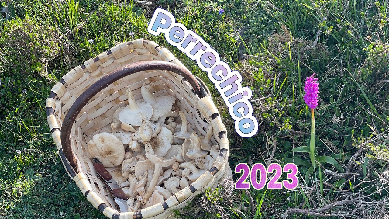 Perrechico 2023 parte 2 Cantabria