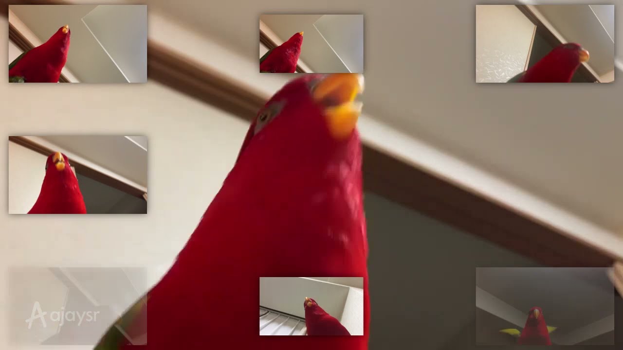 Red Birb Laughing 
