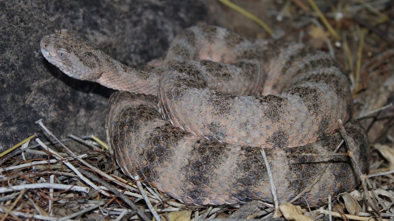 Black Tail, Atrox, and Tiger. (Herping Tucson AZ)