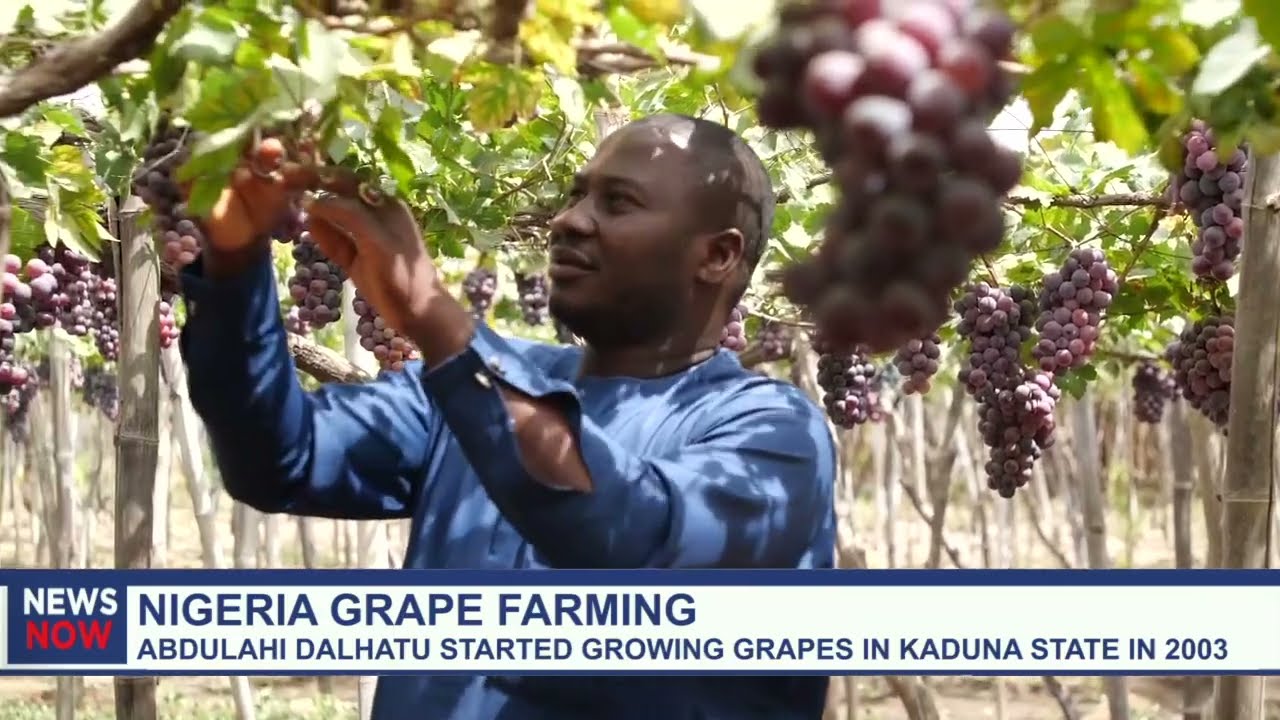 Meet Nigerian grape farmer aiming to make Nigeria self-sufficient in grapes