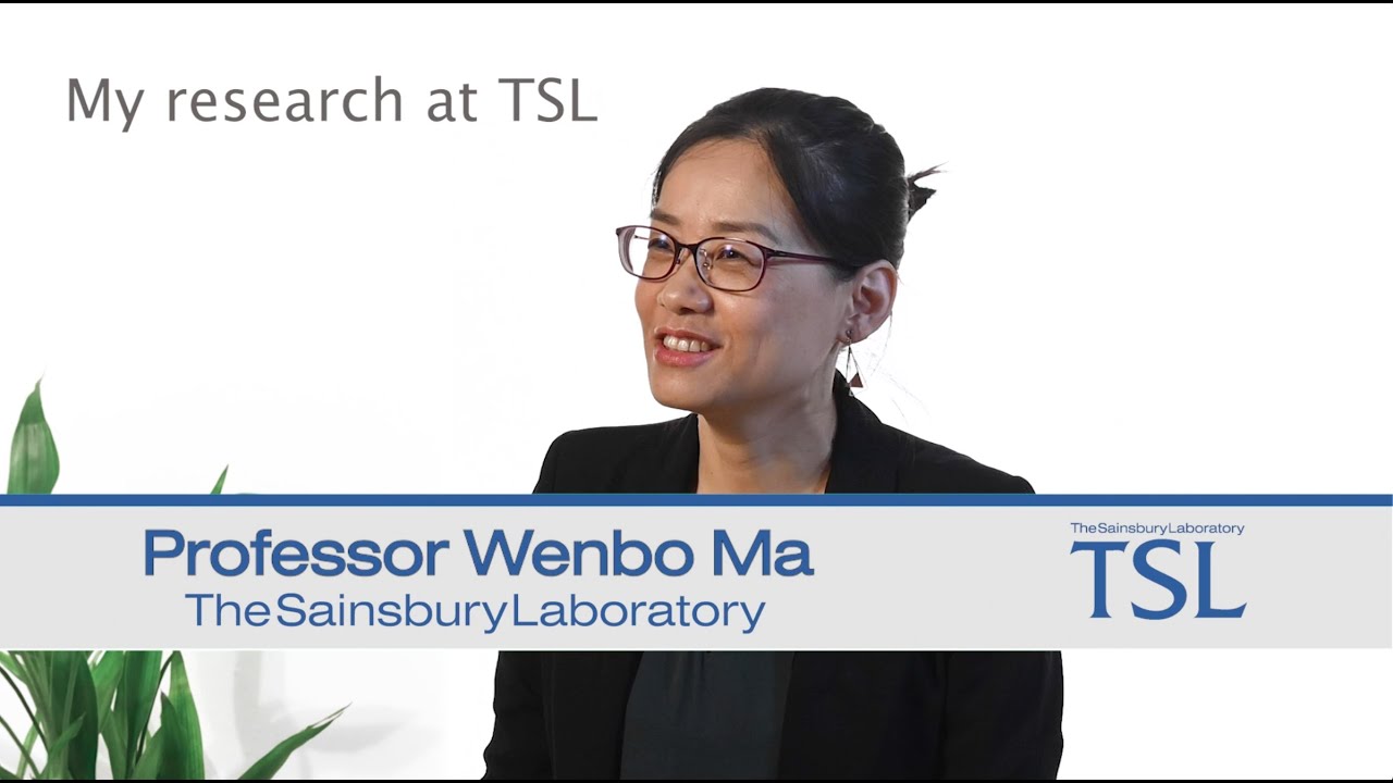 Wenbo web - My research at TSL