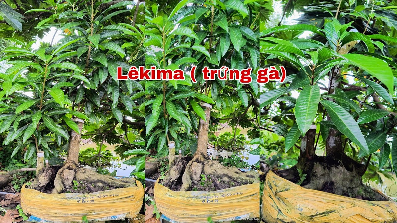 L&ecirc;kima (trứng g&agrave;) bệ lửa bonsai đẹp 