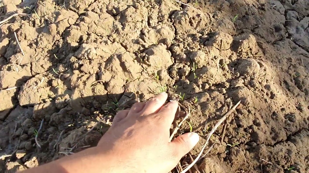 زراعة الجزر بالعراق