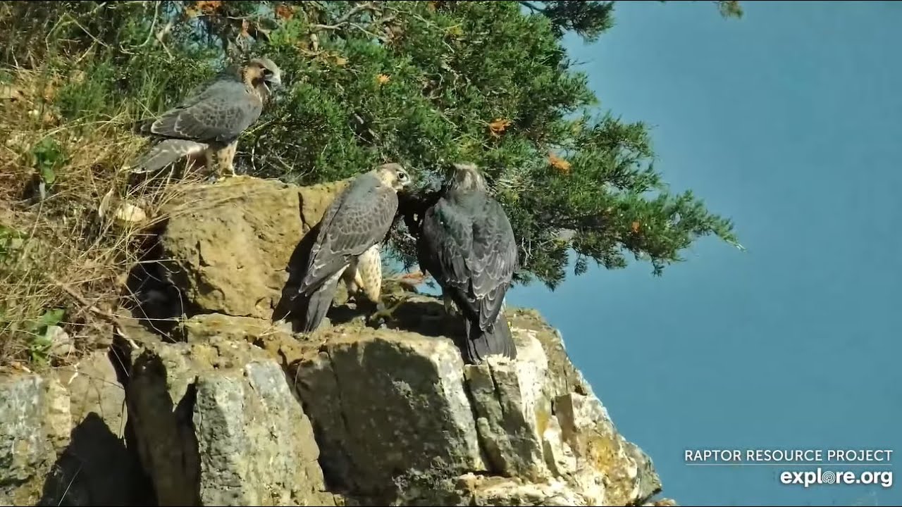 Falcon sib Dana lands on bluff by Hallie w a bird, brother Caden followed him - Explore.org 6/19/25